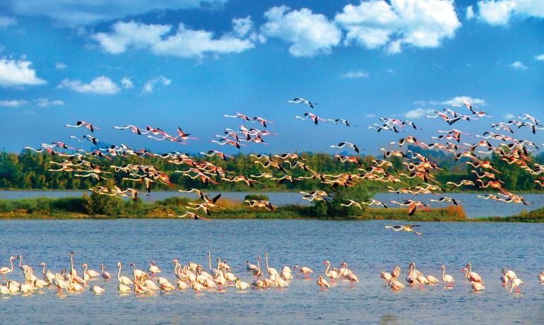 Różowe flamingi lecą nad jeziorem, niebieskie niebo i puszyste chmury.