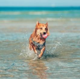 Golden Retriever felice corre sulla spiaggia, spruzzando acqua ovunque.
