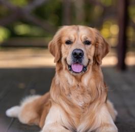 Golden Retriever lecca il muso accanto a una ciotola bianca sul pavimento.
