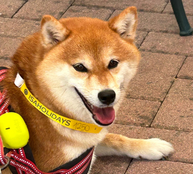 Ragazzo in spiaggia coccola un cane avvolto in un asciugamano.