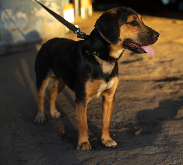 Cane addormentato sul divano con cuscino verde accanto.