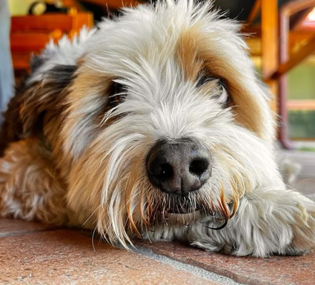 Cane peloso disteso sul pavimento, con sguardo rilassato e curioso.