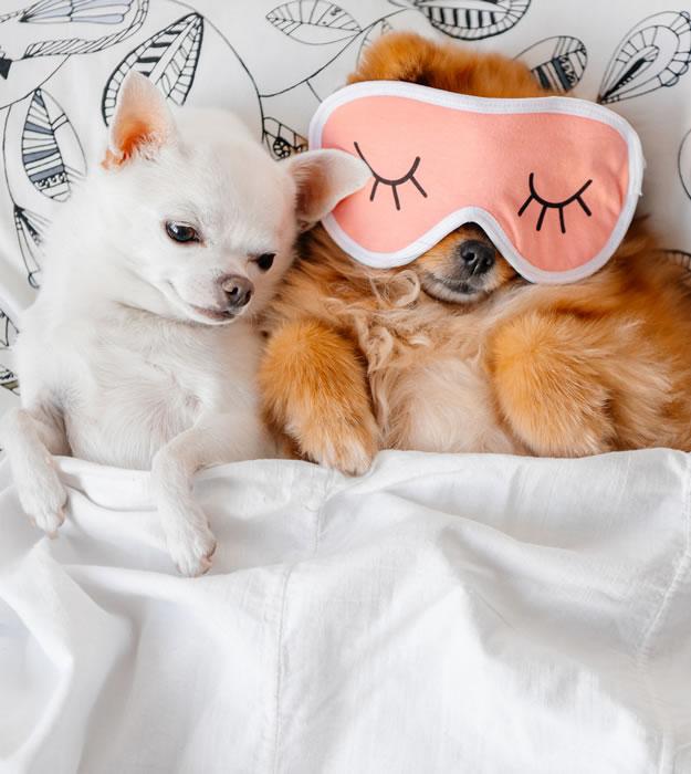 Zwei kuschelige Hunde im Bett, einer mit rosa Schlafmaske.