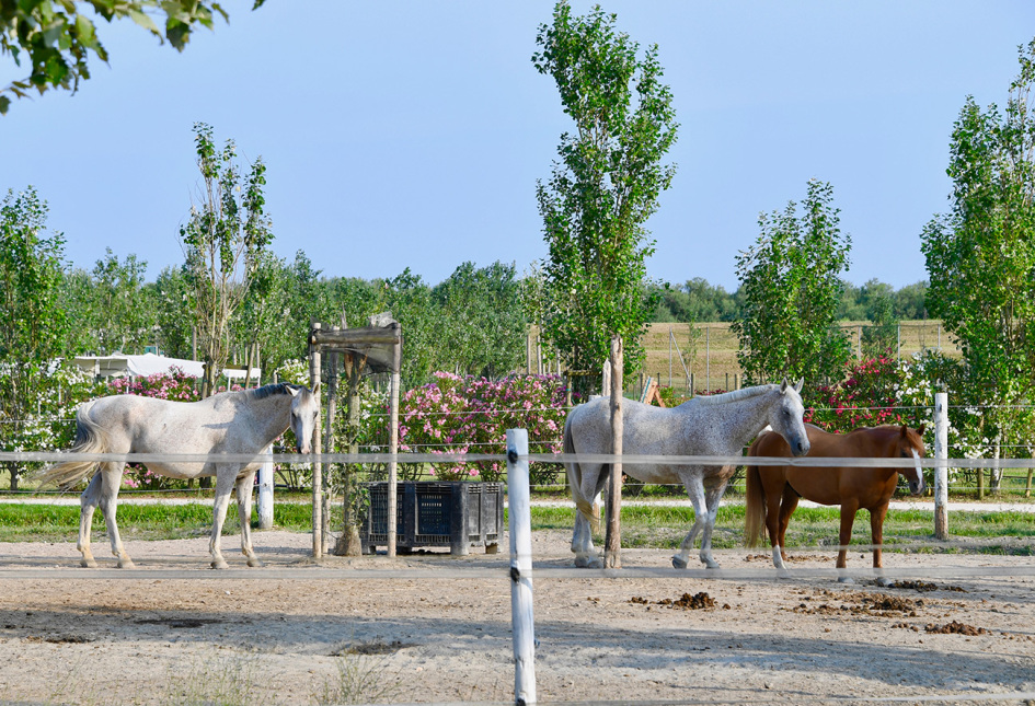 Cavalli in un recinto, circondati da alberi e fiori in una giornata soleggiata.